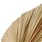 3 pcs Large Dried Palm Leaves Natural Dried Palm Spears Palm Fan Leaves Boho